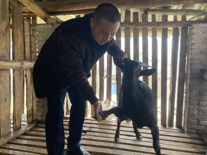 杜定軍正在挑選麻羊。