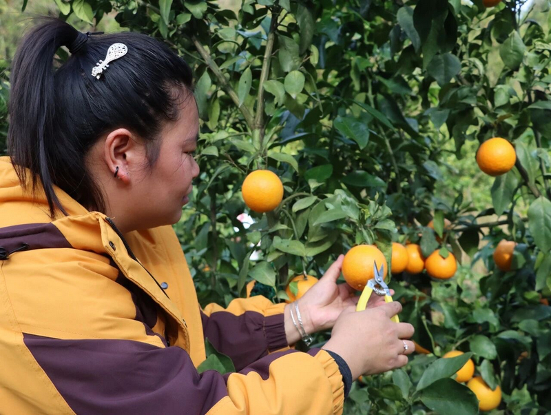 游客體驗採摘。