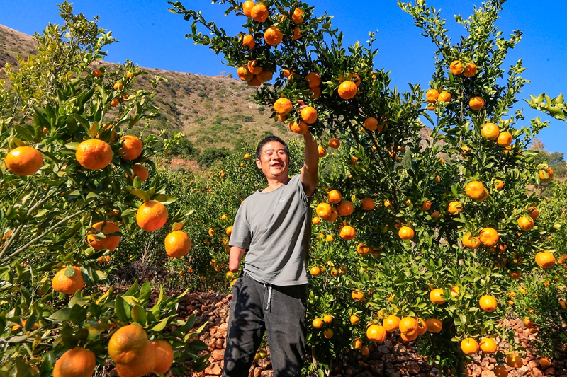 陈贵山在采摘橘子。