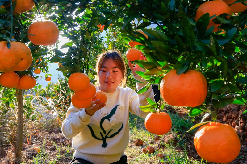 游客在采摘橘子。
