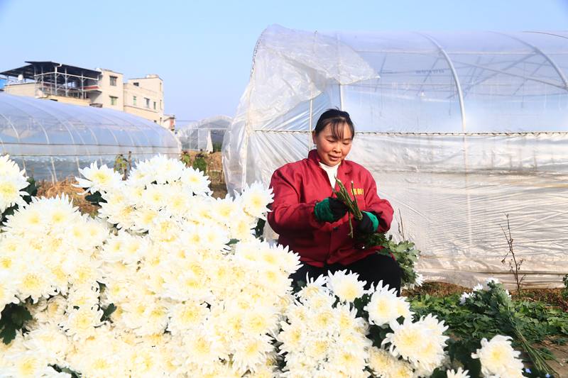 工人正在采收菊花。