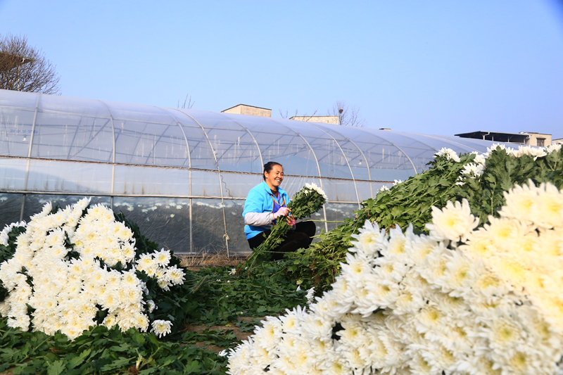 工人正在采收菊花。