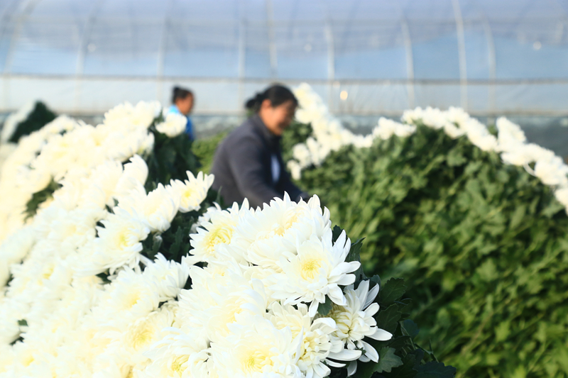 工人正在采收菊花。