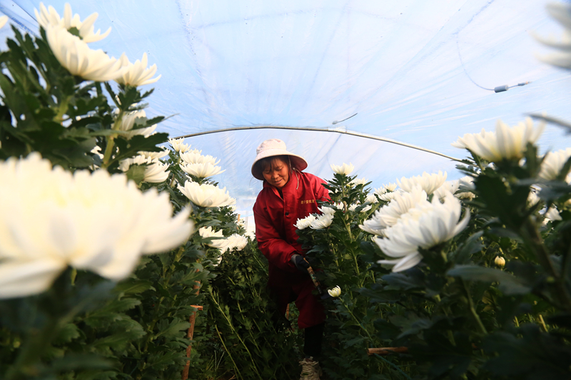 工人正在采收菊花。