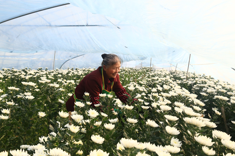 工人正在采收菊花。