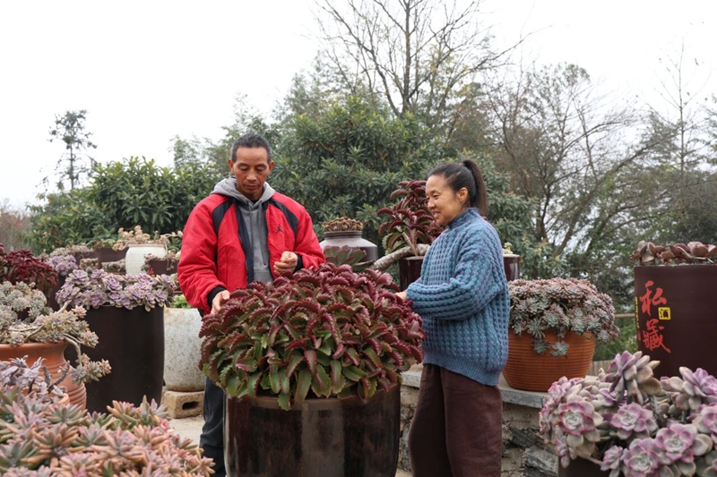 貴州碧江:我在小院種“春天”。
