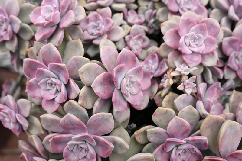 貴州碧江:我在小院種“春天”。