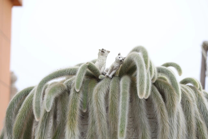 貴州碧江:我在小院種“春天”。