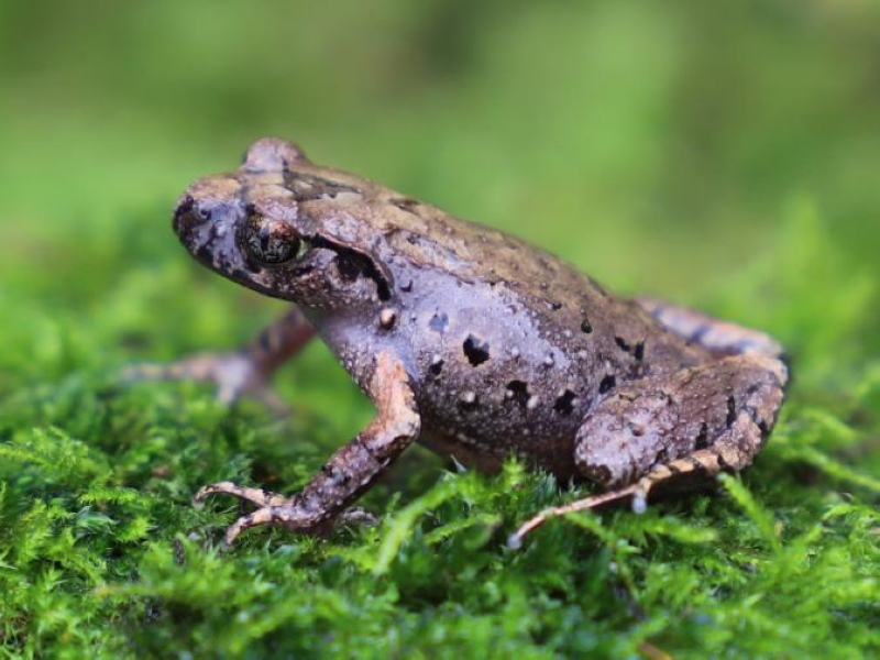 習水掌突蟾物種照。