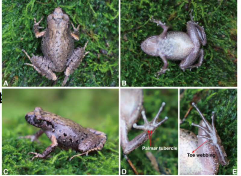 習水掌突蟾物種照。