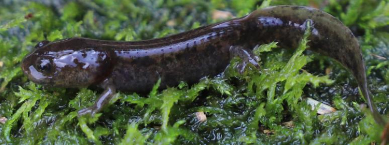 隱蔽物種“習水擬小鯢”物種照。