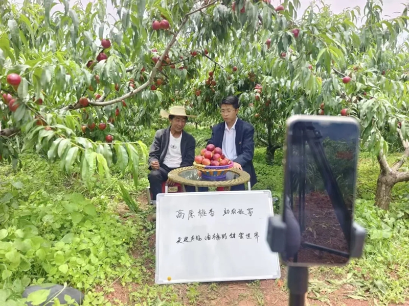 树舍油桃直播卖货。
