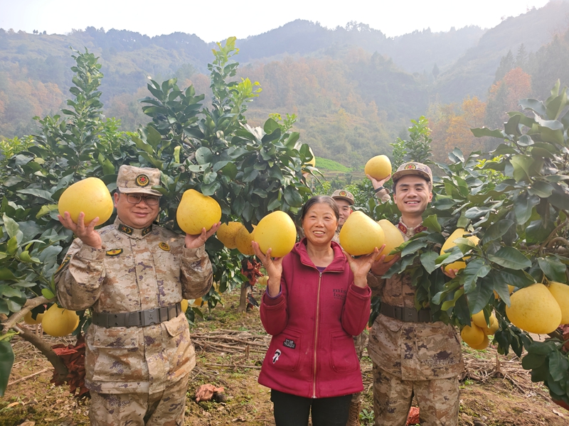 人武干部為民採摘柚子。
