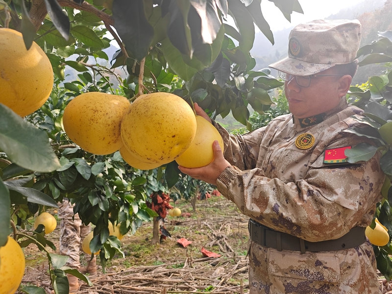 人武干部為民採摘柚子。
