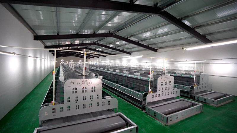 1 圖為干淨整潔的肉兔養殖欄.jpg