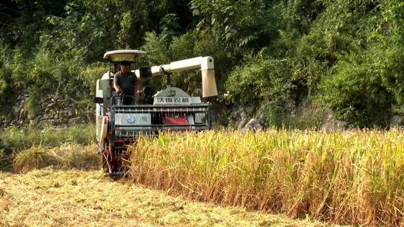2 圖為機械化收割稻谷.jpg