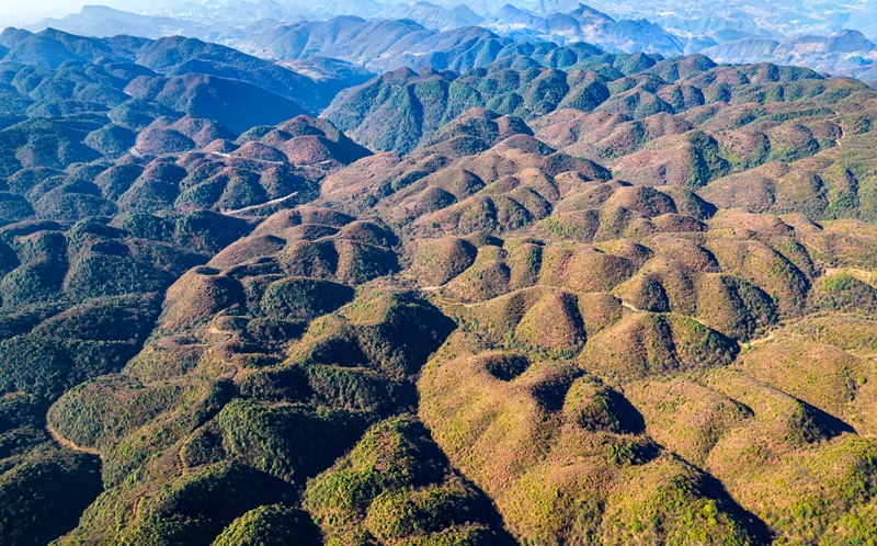 2025年12月19日，航拍贵州省毕节市百里杜鹃管理区与大方县交界处的九龙山，层林尽染，壮美如画。