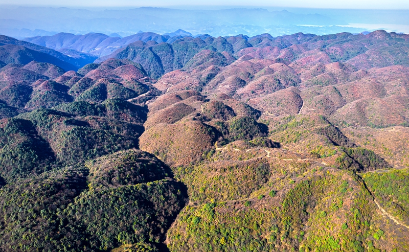 2025年12月19日，航拍贵州省毕节市百里杜鹃管理区与大方县交界处的九龙山，层林尽染，壮美如画。