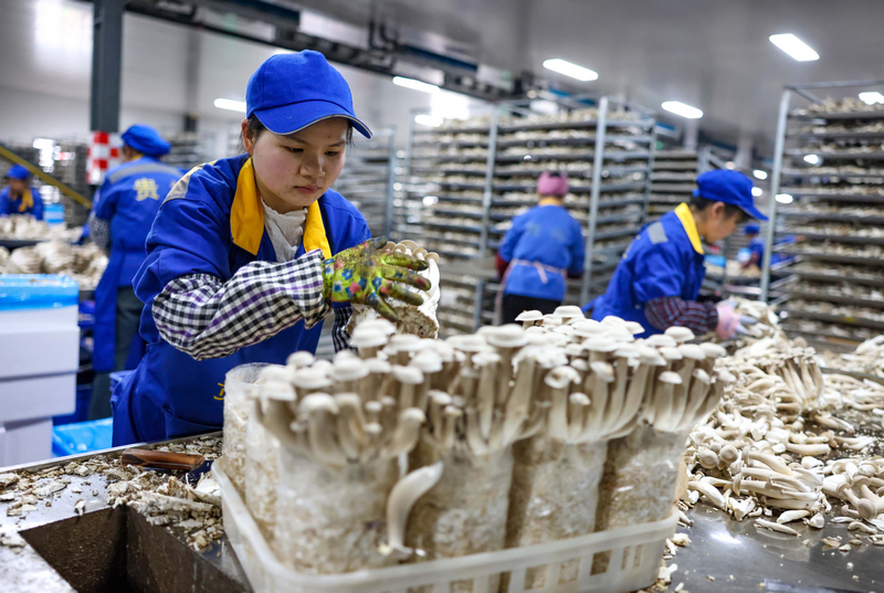 2025年12月22日，貴州省銅仁市玉屏侗族自治縣一家食用菌生產企業，工人在生產車間採收鹿茸菇。