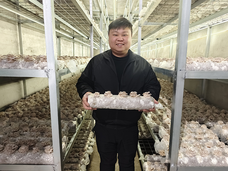 煙農伍倫乾展示白參菌。