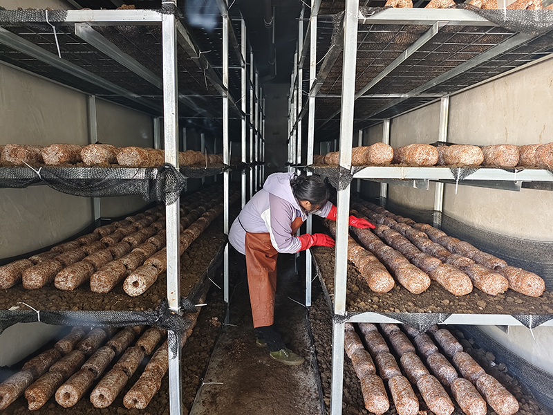 煙農葉江紅擺放菌棒。