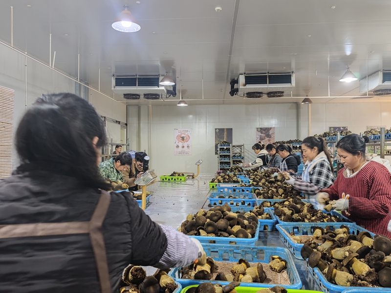 工人们正在分拣黑牛肝菌。杨菁驰摄