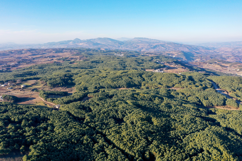 12月19日，威宁自治县国有沙子坡林场一角。