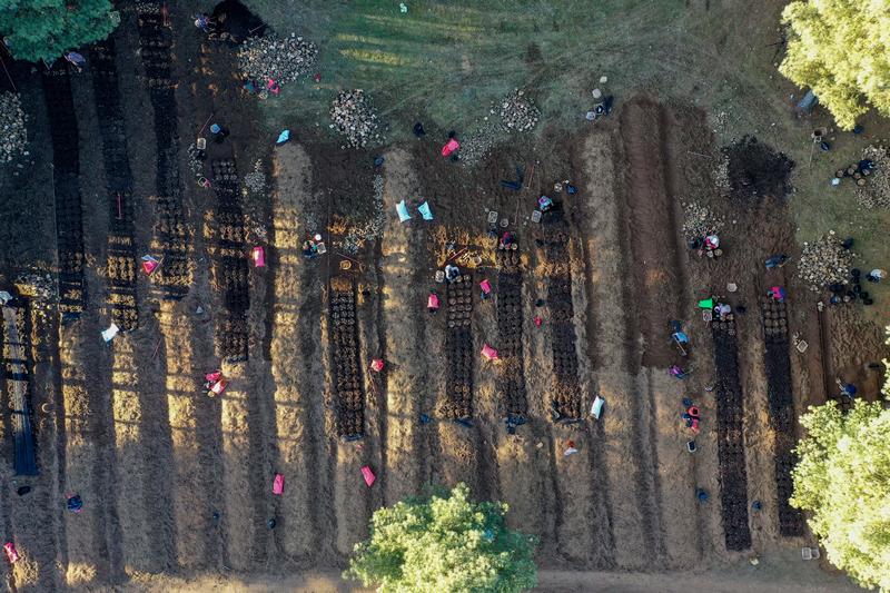 12月19日，在威宁自治县国有沙子坡林场内，务工群众分工协作，忙着开展天麻固定菌床培育工作。