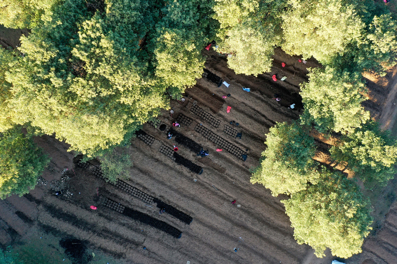 12月19日，在威宁自治县国有沙子坡林场内，务工群众分散林间，忙着天麻固定菌床培育工作。