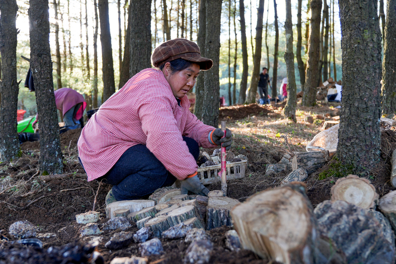 12月19日，在威宁自治县国有沙子坡林场内，务工群众正在装填菌材。