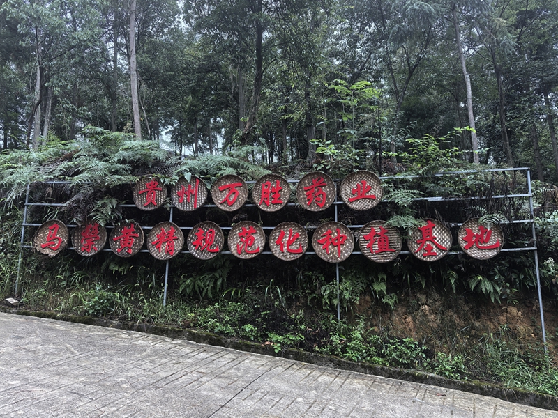種植基地一角。貴州萬勝藥業供圖