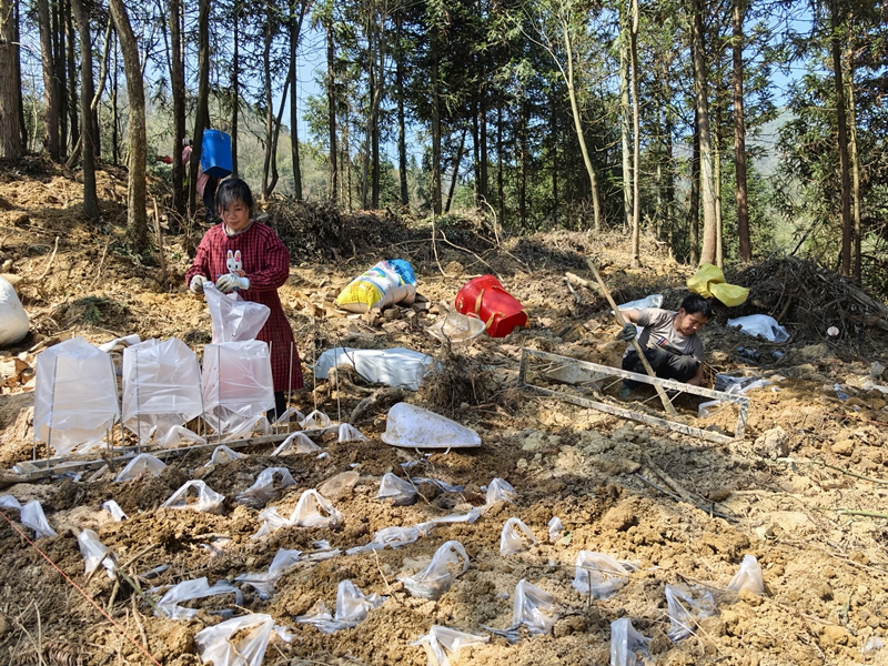 種植基地一角。貴州萬勝藥業供圖