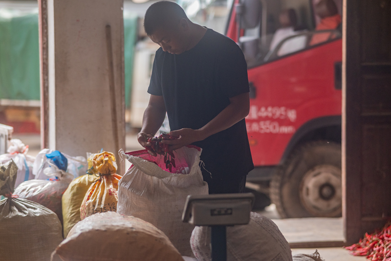 施秉縣白垛鄉石家灣村顏良發正在查看採摘的辣椒。