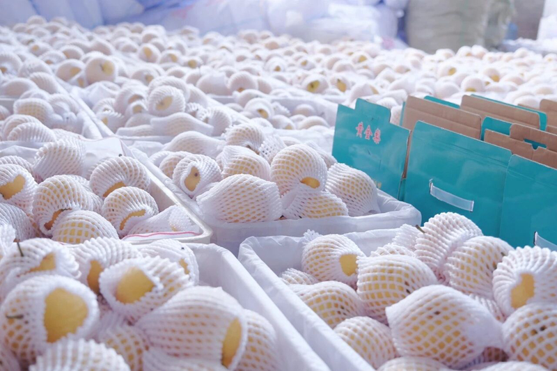 施秉县白垛乡黄金脆梨大丰收。