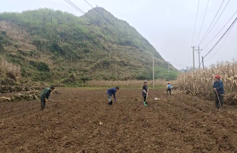 冬小麦播种现场。何梅摄