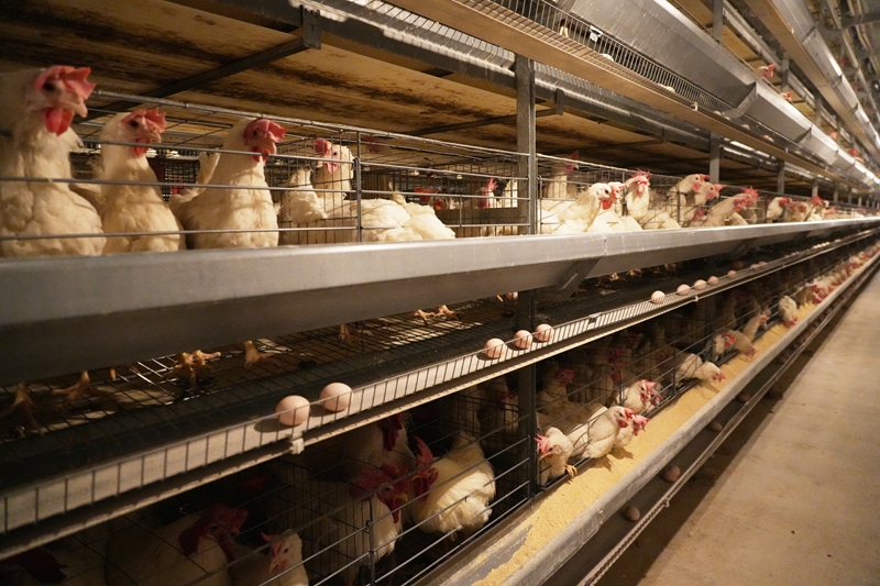 蛋鸡养殖场场景（王丽红 摄影） (2).JPG