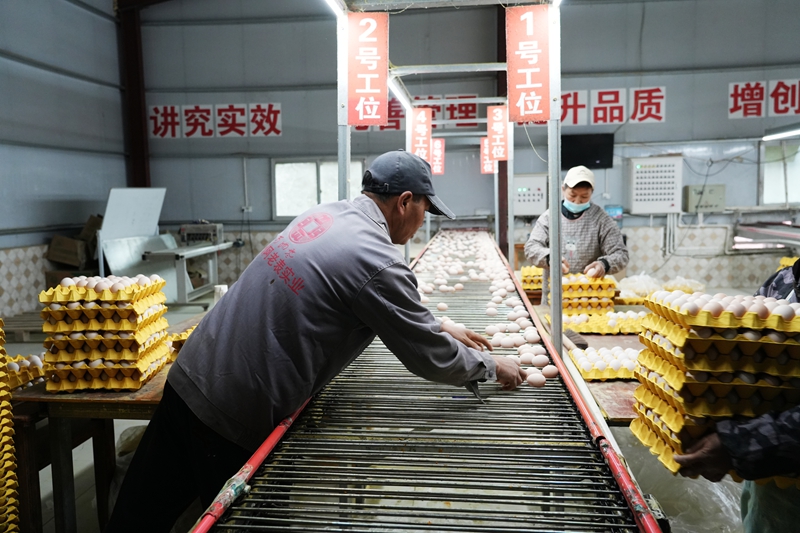 工人正在挑拣鸡蛋装箱（王丽红 摄影） (3).JPG