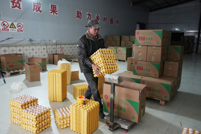 工人正在挑拣鸡蛋装箱（王丽红 摄影） (2).JPG
