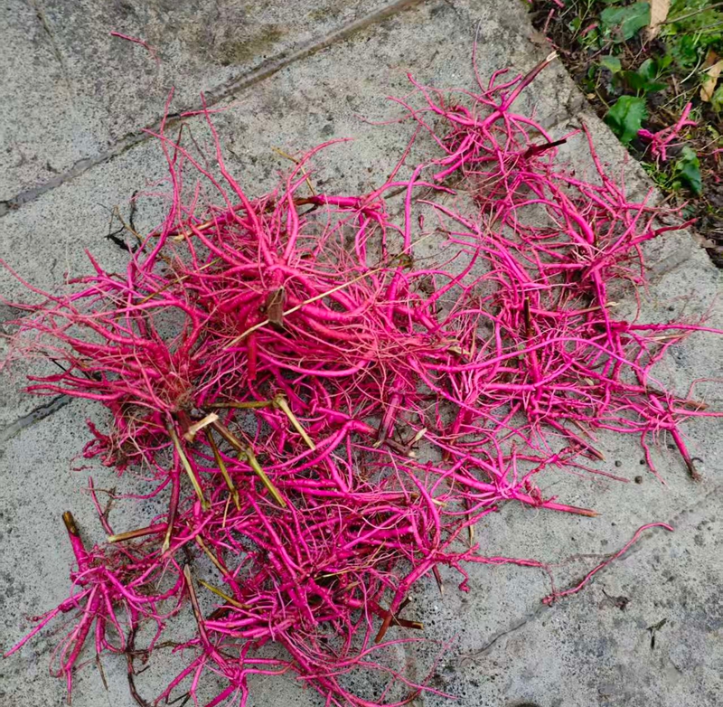 红牛膝根（王丽红 摄影） (1).jpg