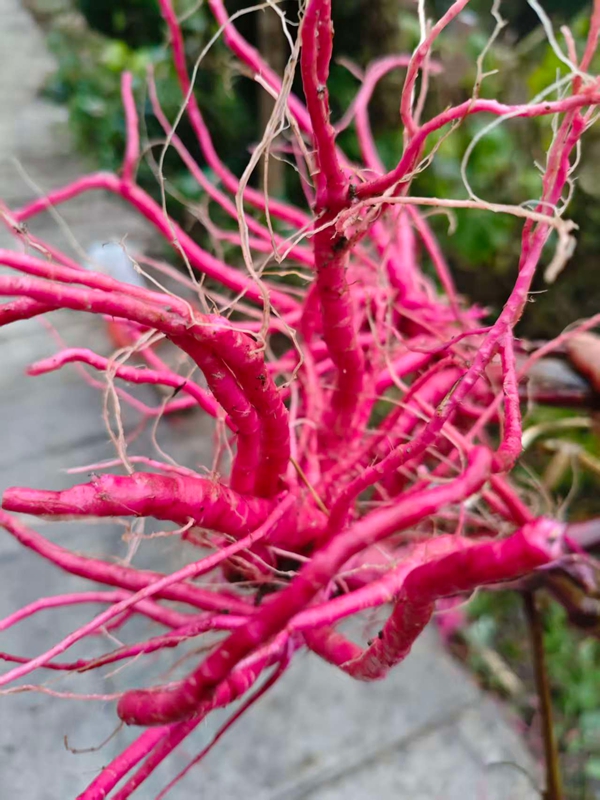 红牛膝根（王丽红 摄影） (2).jpg