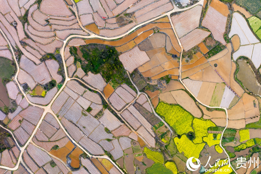 3 2025年3月31日，貴州省福泉市陸坪鎮羅坳村，鄉村道路順著彎曲的地塊延伸，紅色的土地、金黃的油菜花與白色的地膜形成了鮮明的色彩對比，奏響了一曲鄉村振興的樂章。人民網記者 涂敏 攝