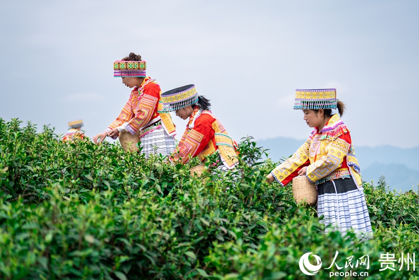 4  2025年4月2日，貴州省貴陽市觀山湖區朱昌鎮高寨村神鵲茶場迎來春茶開採季。近年來，當地堅持“干淨茶”理念，聚焦茶園管理、加工升級、技術培訓、宣傳推介、茶文旅融合等打出茶產業發展組合拳，持續提升茶產業聯農帶農富農綜合效益，助推茶產業高質量發展。人民網記者 涂敏 攝