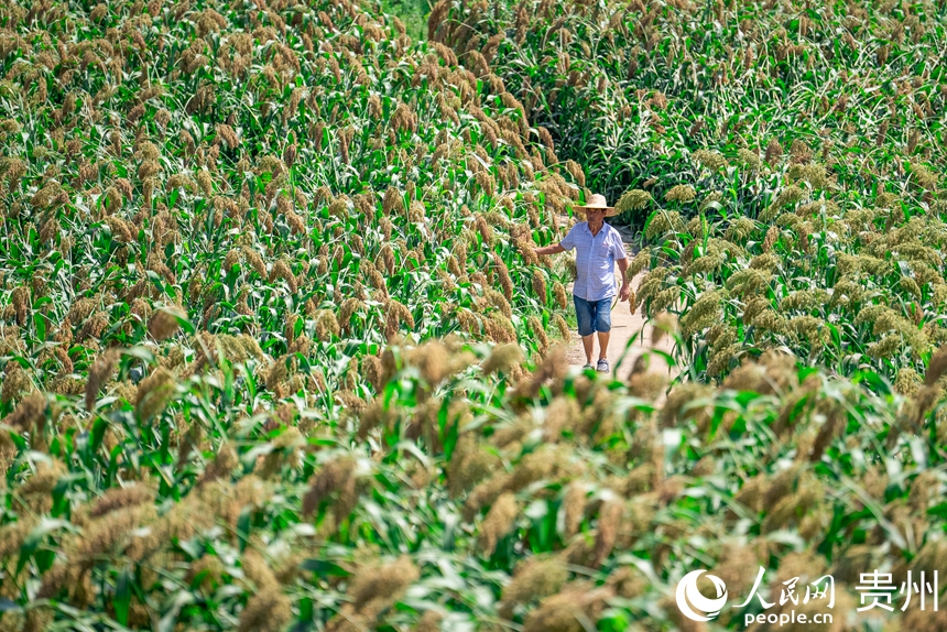 7 2025年7月29日，貴州省仁懷市長崗鎮茅坡村的高糧田內，村民正在查看高粱長勢。曾經的茅坡村近四成土地受石漠化困擾，嚴重制約農業生產發展。2019年，仁懷市全面打響土地整治攻堅戰，持續推進高標准農田建設。茅坡村同步按照“田成方、渠相通、路相連、旱能灌、澇能排”的標准開展整治，零散地塊逐步連片成規模，貧瘠的山坡變成豐產的良田。人民網記者 涂敏 攝