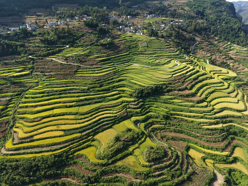 圖為種植水稻的梯田美景