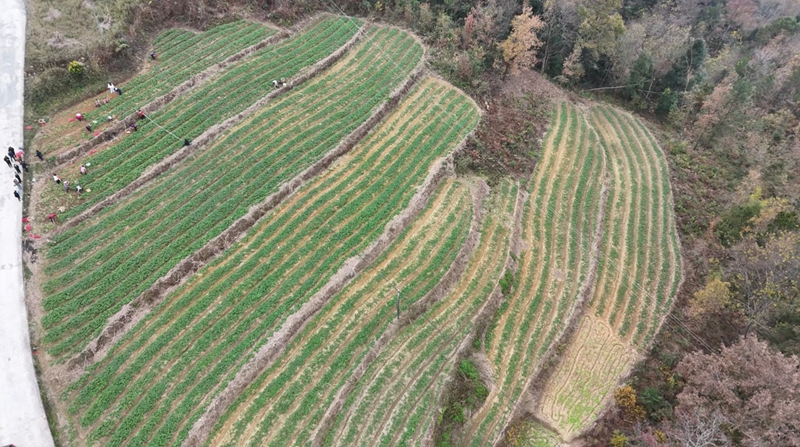 珍珠洋芋種植基地。