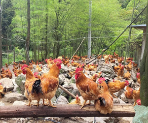 桐梓花秋：生態畜牧富農家