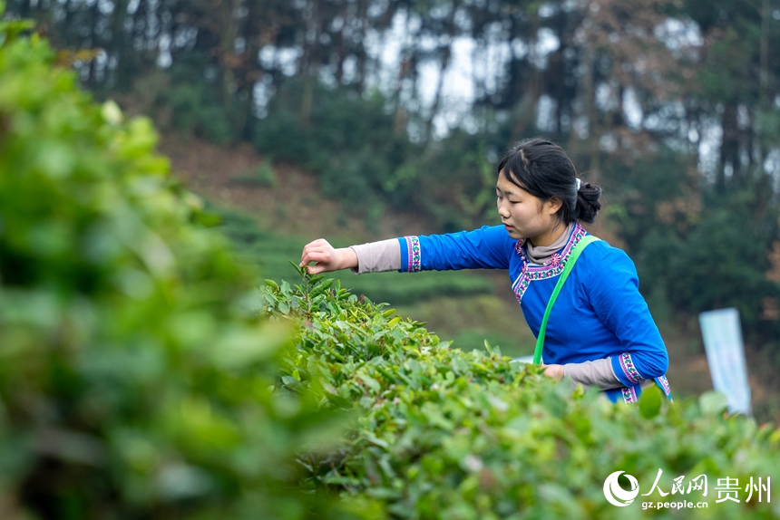 活动现场，身着民族服饰的采茶女在茶园内采茶。人民网记者 涂敏摄
