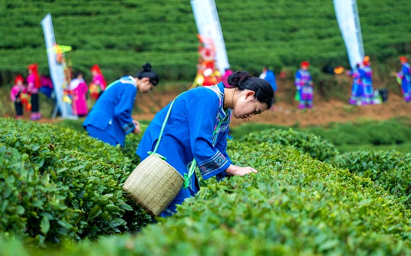 貴州石阡：新年採新綠 茶香潤春山