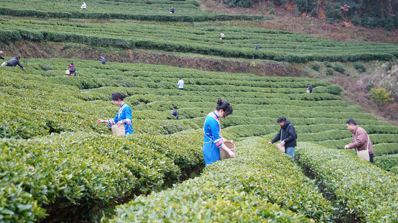 2026年1月1日，全國早茶大會暨2026年“貴州綠茶”第一採活動石阡分會場在石阡縣本庄鎮山口坳村舉行。圖為採茶姑娘在採摘茶芽。白雪攝