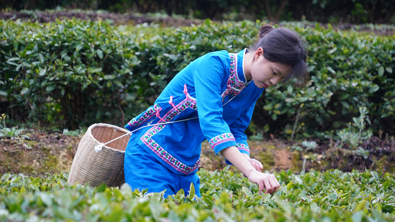 2026年1月1日，全國早茶大會暨2026年“貴州綠茶”第一採活動石阡分會場在石阡縣本庄鎮山口坳村舉行。圖為採茶姑娘在採摘茶芽。白雪攝